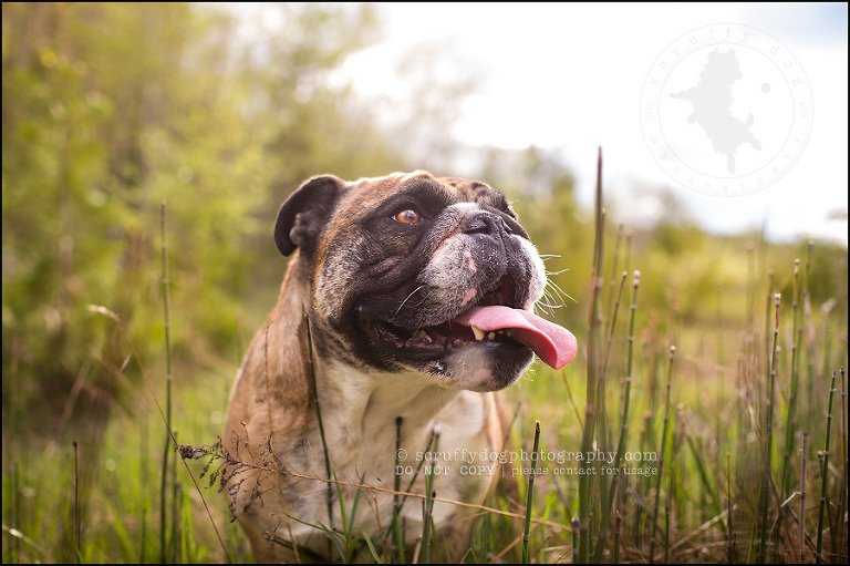 013kitchener-waterloo-ontario-pet-photographer-bulldog-sampson wanklin-222