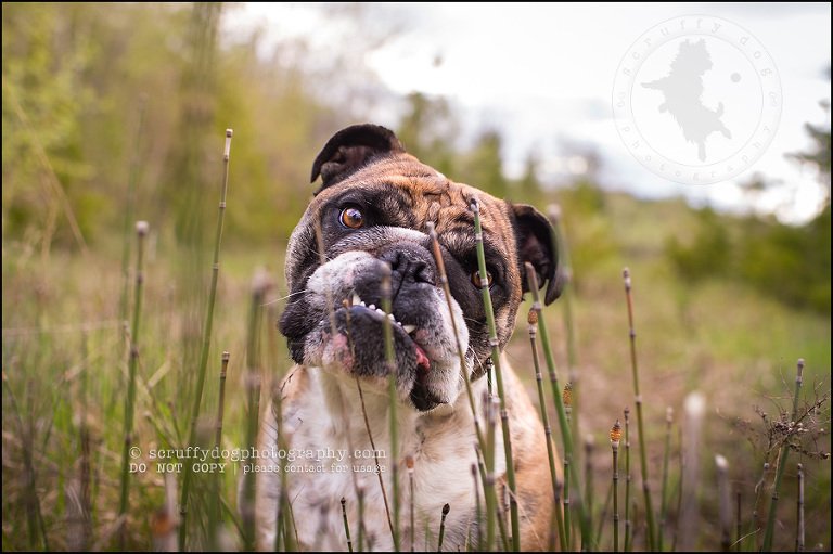 014kitchener-waterloo-ontario-pet-photographer-bulldog-sampson wanklin-232