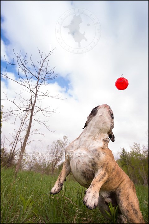 015kitchener-waterloo-ontario-pet-photographer-bulldog-sampson wanklin-193