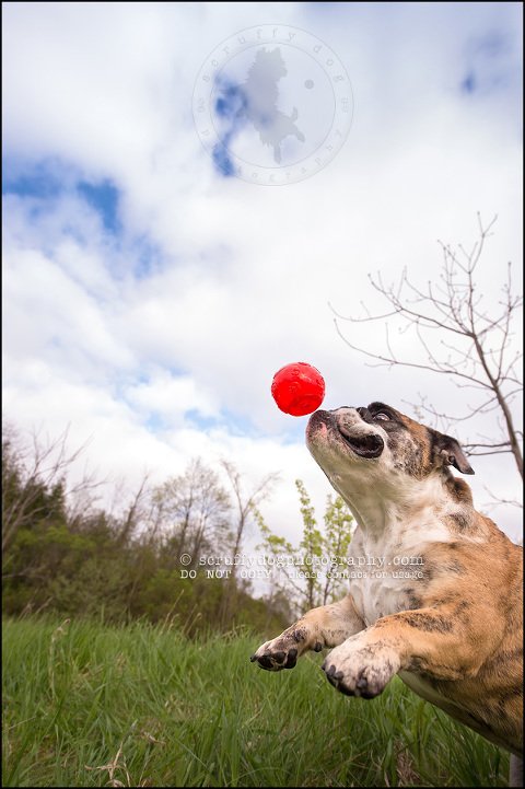016kitchener-waterloo-ontario-pet-photographer-bulldog-sampson wanklin-201