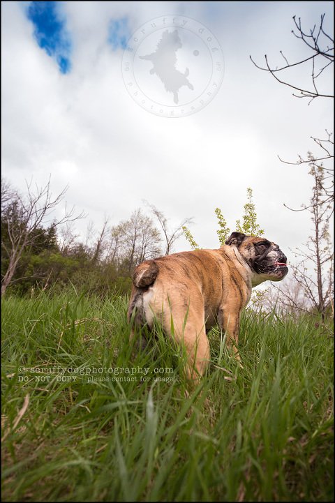 017kitchener-waterloo-ontario-pet-photographer-bulldog-sampson wanklin-166