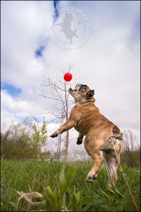 018kitchener-waterloo-ontario-pet-photographer-bulldog-sampson wanklin-208