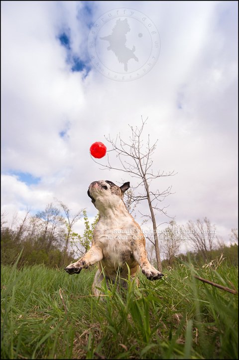 019kitchener-waterloo-ontario-pet-photographer-bulldog-sampson wanklin-213