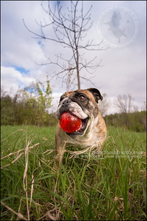 020kitchener-waterloo-ontario-pet-photographer-bulldog-sampson wanklin-217