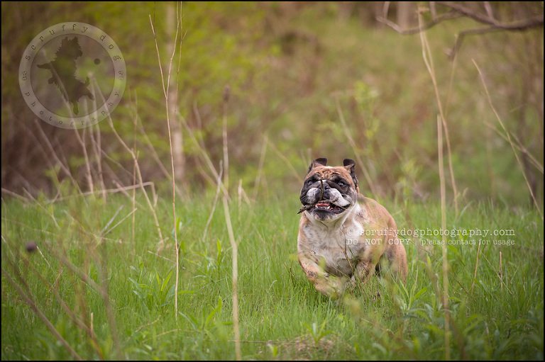 021kitchener-waterloo-ontario-pet-photographer-bulldog-sampson wanklin-71