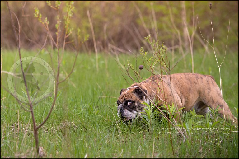 022kitchener-waterloo-ontario-pet-photographer-bulldog-sampson wanklin-85