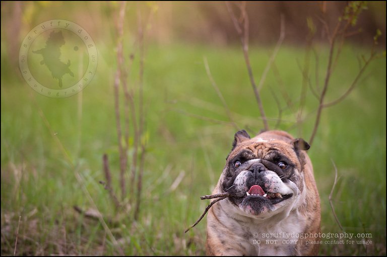 023kitchener-waterloo-ontario-pet-photographer-bulldog-sampson wanklin-103