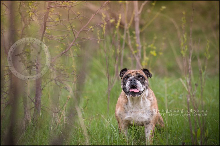 024kitchener-waterloo-ontario-pet-photographer-bulldog-sampson wanklin-99