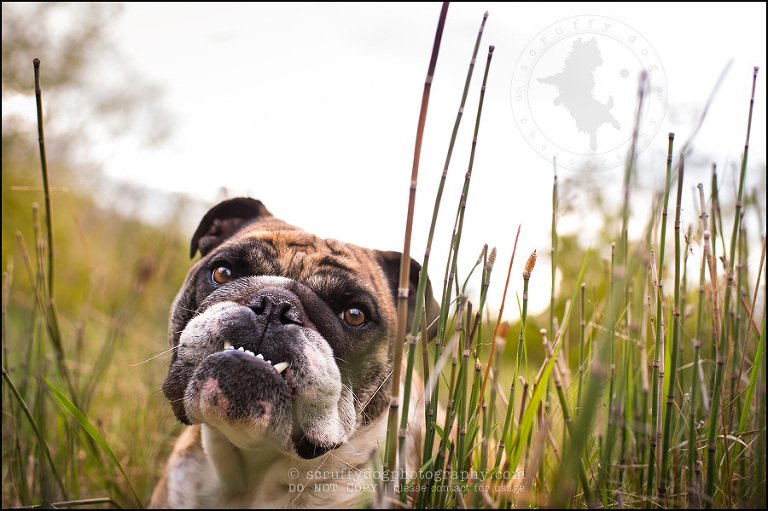 025kitchener-waterloo-ontario-pet-photographer-bulldog-sampson wanklin-238