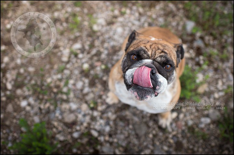 026kitchener-waterloo-ontario-pet-photographer-bulldog-sampson wanklin-127