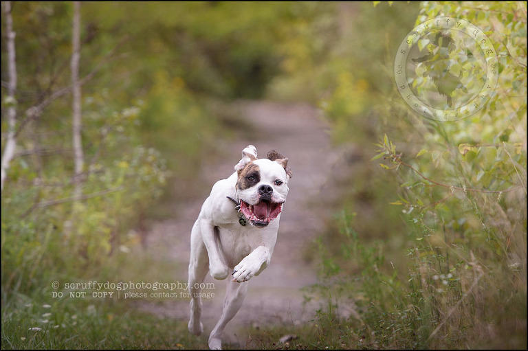 01_waterloo_ontario_pet_photographer_bulldog_dexter foster-7