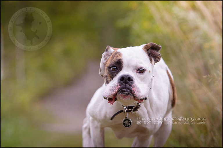 02_waterloo_ontario_pet_photographer_bulldog_dexter foster-18