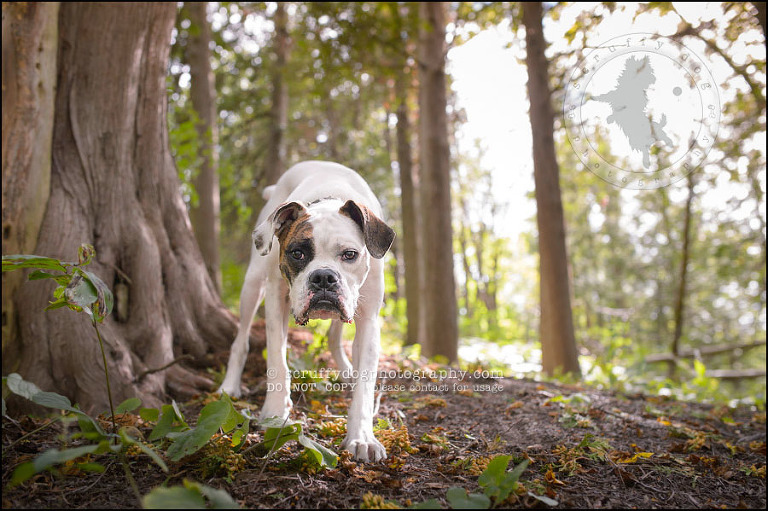 03_waterloo_ontario_pet_photographer_bulldog_dexter foster-317