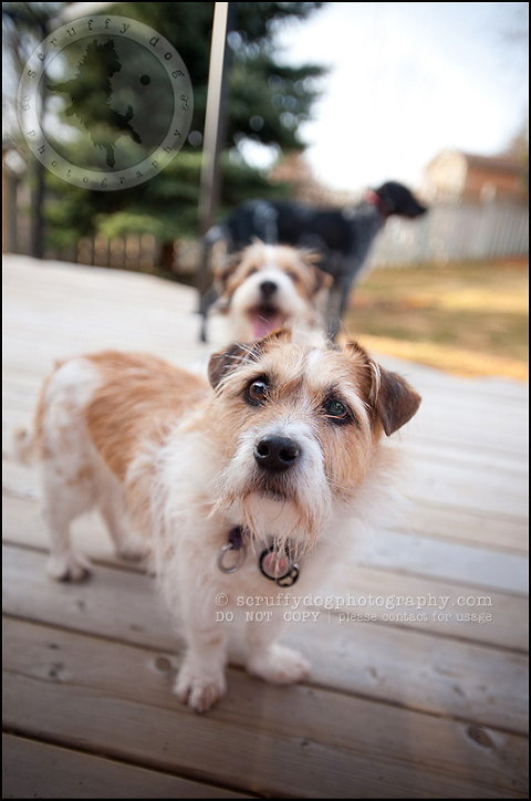 waterloo ontario dog stock photography day 12-70