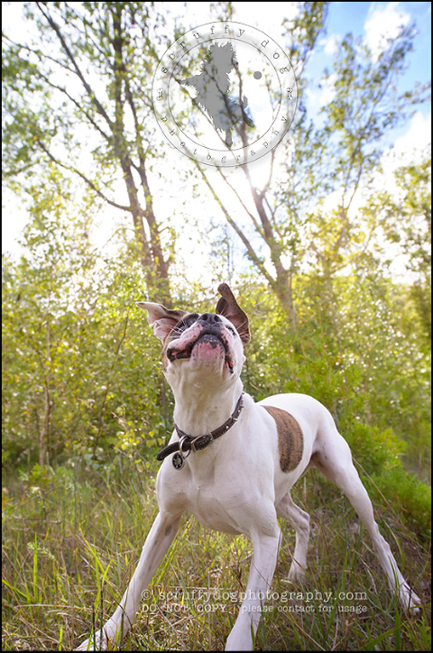 04_waterloo_ontario_pet_photographer_bulldog_dexter foster-161