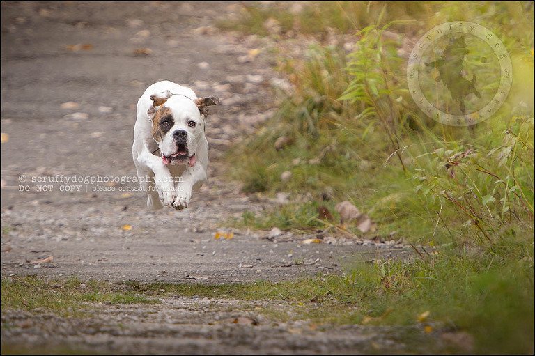 05_waterloo_ontario_pet_photographer_bulldog_dexter foster-181