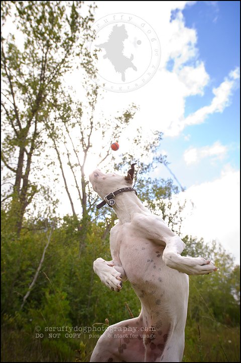 06_waterloo_ontario_pet_photographer_bulldog_dexter foster-155