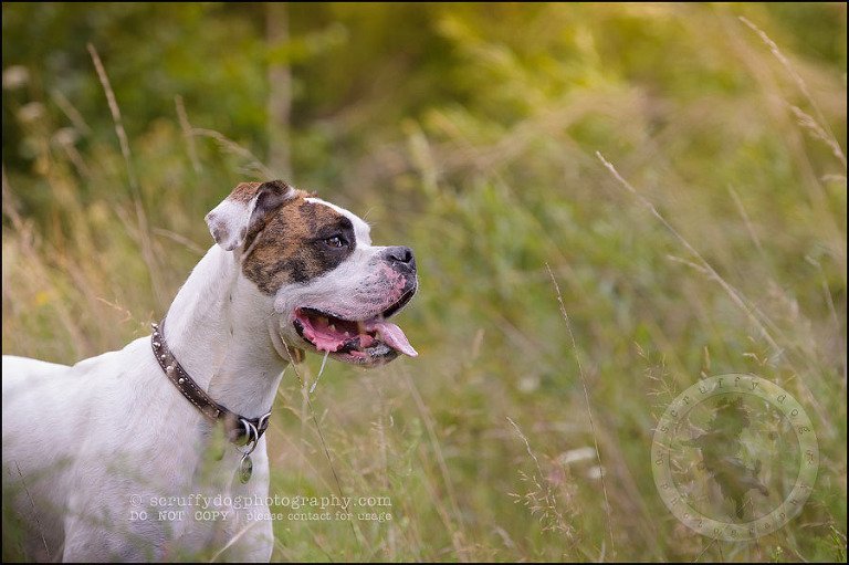 07_waterloo_ontario_pet_photographer_bulldog_dexter foster-95
