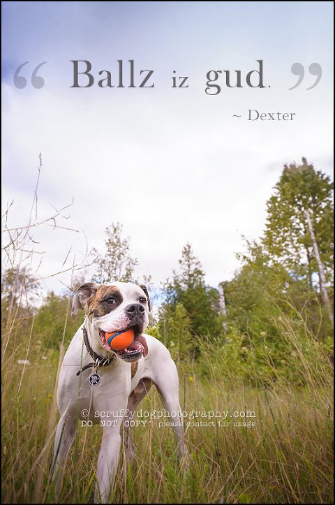 08_waterloo_ontario_pet_photographer_bulldog_dexter foster-138