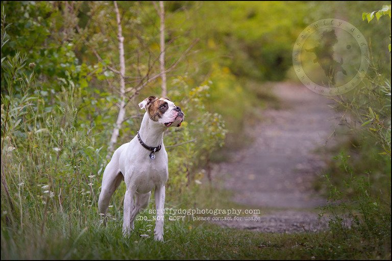 09_waterloo_ontario_pet_photographer_bulldog_dexter foster-40