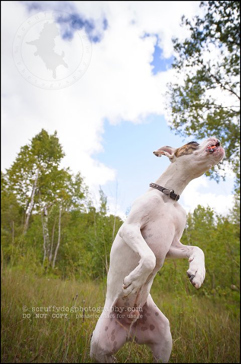10_waterloo_ontario_pet_photographer_bulldog_dexter foster-108