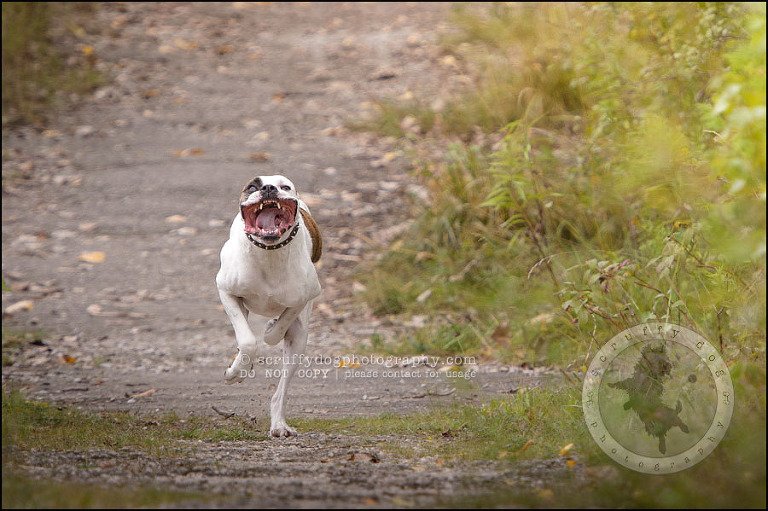 11_waterloo_ontario_pet_photographer_bulldog_dexter foster-194