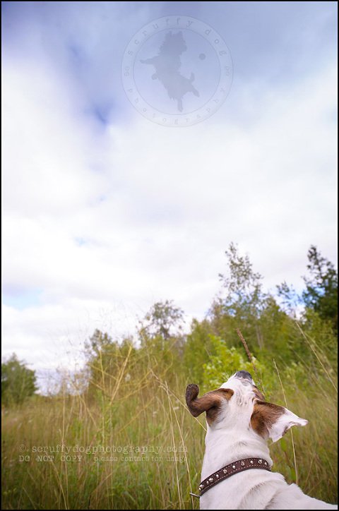 12_waterloo_ontario_pet_photographer_bulldog_dexter foster-135