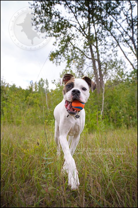 13_waterloo_ontario_pet_photographer_bulldog_dexter foster-132