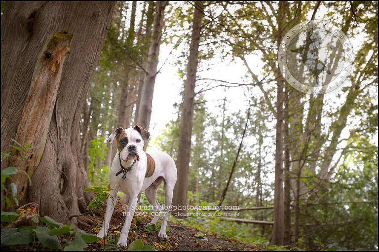 14_waterloo_ontario_pet_photographer_bulldog_dexter foster-273
