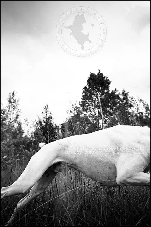 15_waterloo_ontario_pet_photographer_bulldog_dexter foster-139