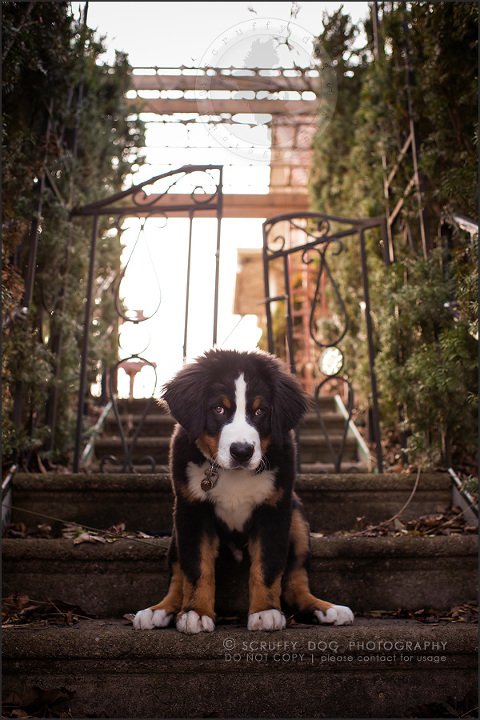01_Kitchener_ontario_pet_photographer_bruin dawson smith-47