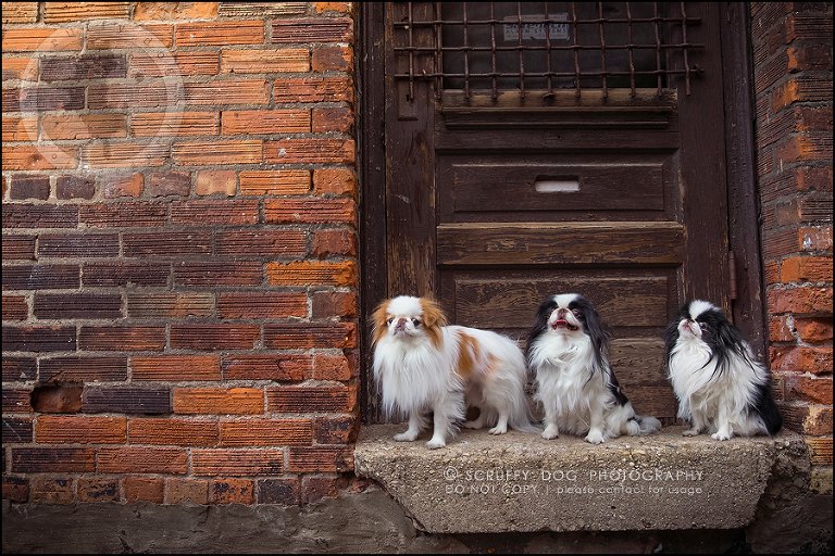 01_Toronto_pet_photographer_Japanese_chins_boey huey zoey szeto-94-99