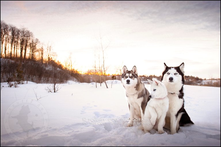 01_ontario_pet_photographer_alame huskies-392-Edit