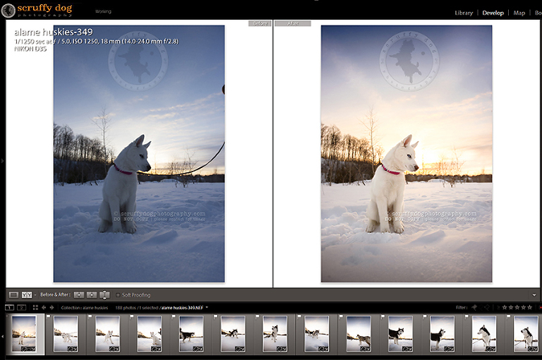 01_photography_lightroom_photoshop_before and after husky
