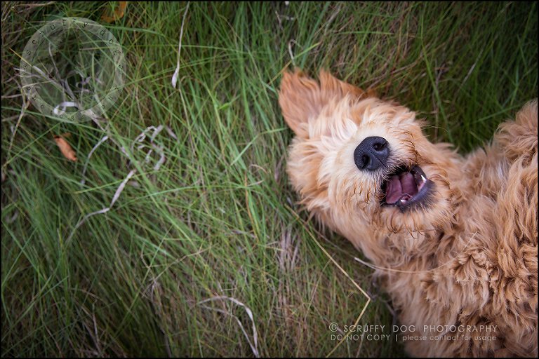 01_toronto_pet_photographer_amadeus wilcox-282-Edit