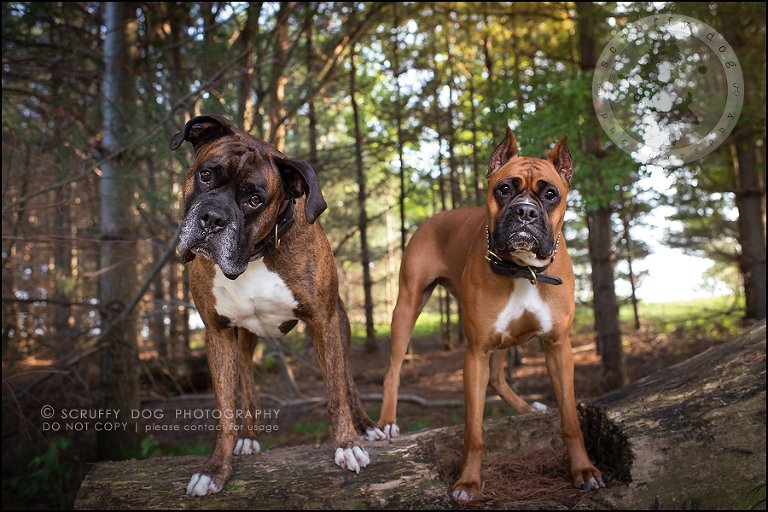 01_windsor_ontario_pet_photographer_capone echo barnett-361