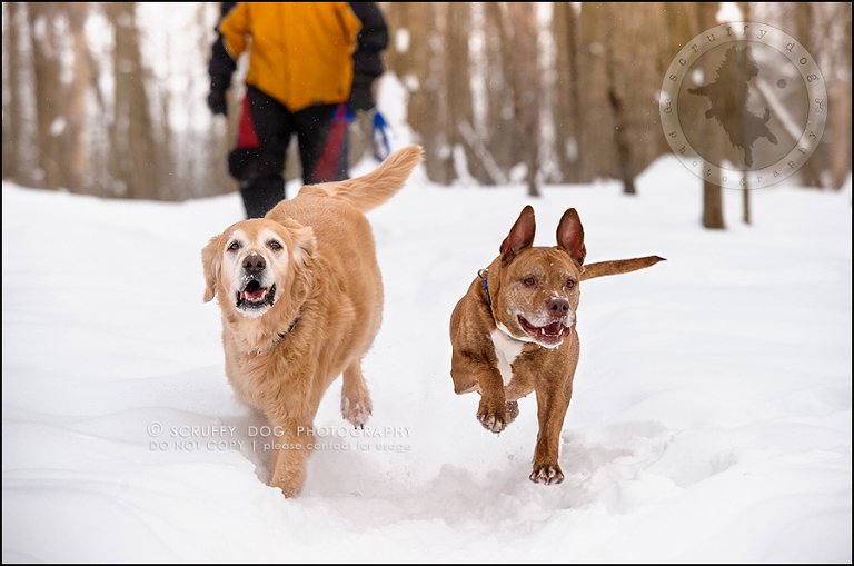 01toronto_ontario_pet_exclusive_photographer_diesel muffin hopkins-93