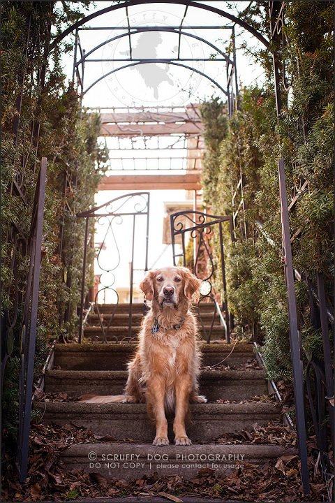 02_Kitchener_ontario_pet_photographer_bruin dawson smith-10-Edit-Edit