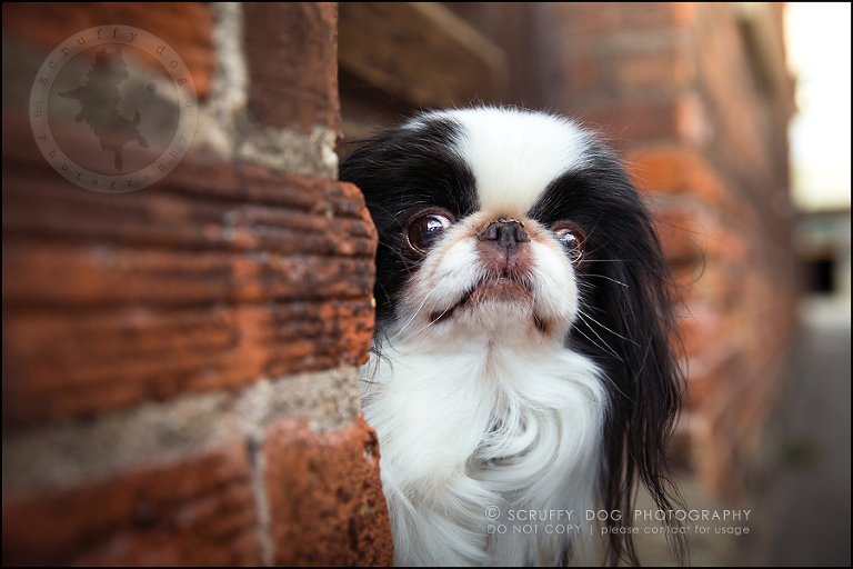 02_Toronto_pet_photographer_Japanese_chins_boey huey zoey szeto-32