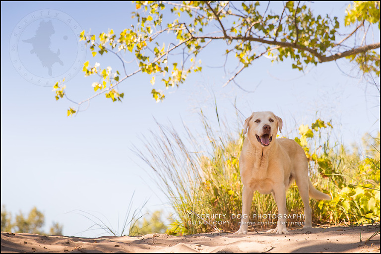 Yellow best sale lab photography