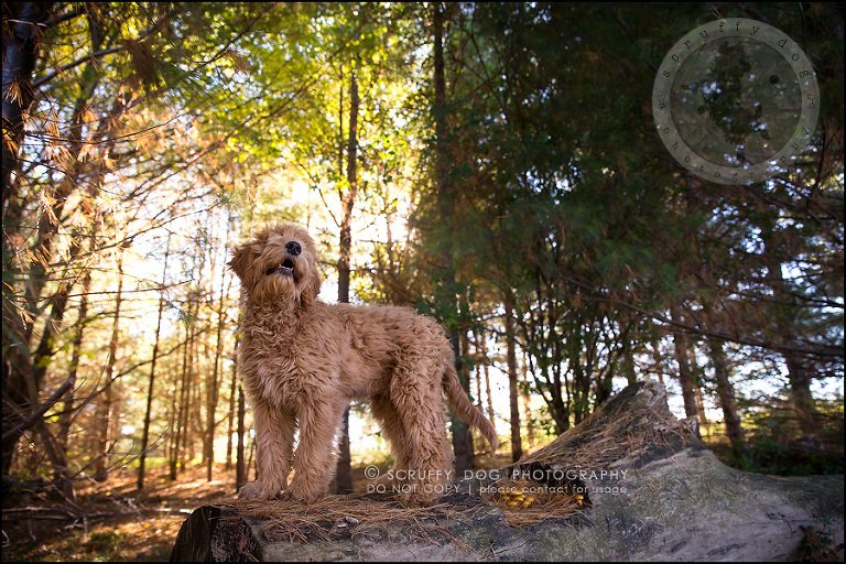 02_toronto_pet_photographer_amadeus wilcox-516