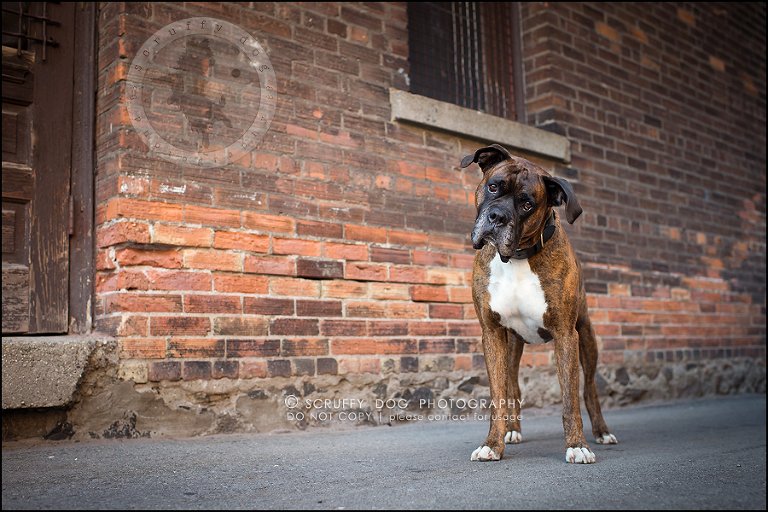 02_windsor_ontario_pet_photographer_capone echo barnett-6