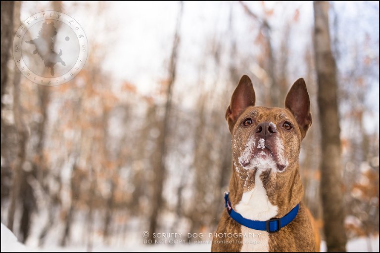02toronto_ontario_pet_exclusive_photographer_diesel muffin hopkins-503