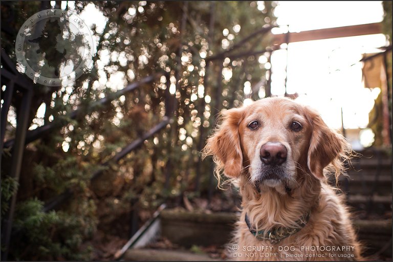 03_Kitchener_ontario_pet_photographer_bruin dawson smith-27