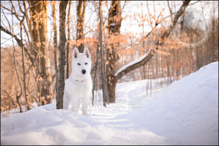 03_ontario_pet_photographer_alame huskies-412-Edit