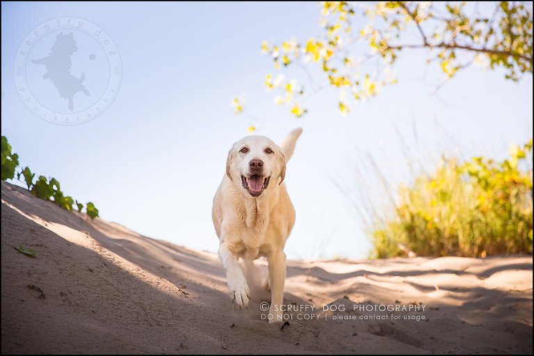 03_ontario_pet_photographer_chewey johnson-8