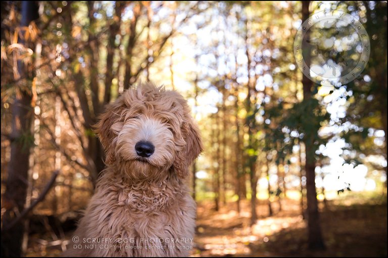 03_toronto_pet_photographer_amadeus wilcox-529