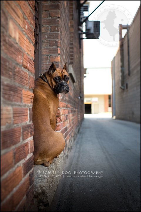 03_windsor_ontario_pet_photographer_capone echo barnett-86