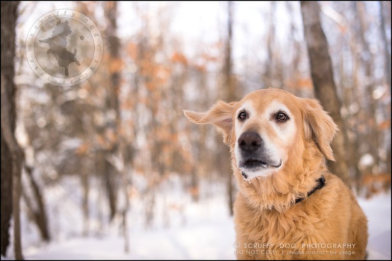 03toronto_ontario_pet_exclusive_photographer_diesel muffin hopkins-484