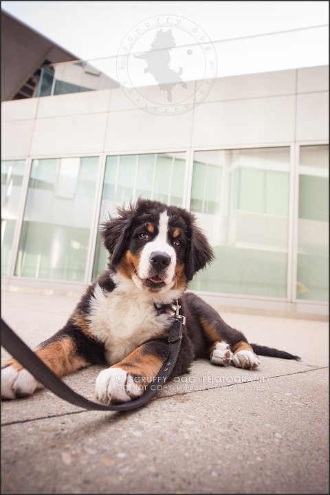 04_Kitchener_ontario_pet_photographer_bruin dawson smith-90